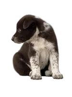 Red Collar , a male Border Collie for sale in Bryan, TX – 1 of 1