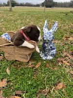 Red, a male Border Collie for sale in Bryan, TX – Photo 3 of 3