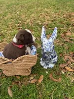 Red, a male Border Collie for sale in Bryan, TX – Photo 1 of 3