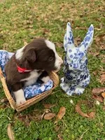 Red, a male Border Collie for sale in Bryan, TX – Photo 2 of 3