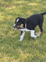 Gray Collar, a male Border Collie for sale in Bryan, TX – 2 of 2