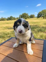Black Collar, a male Border Collie for sale in Bryan, TX – 3 of 4