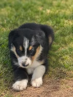 Pink Collar, a female Border Collie for sale in Bryan, TX – 2 of 4