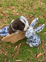 Light Blue, a female Border Collie for sale in Bryan, TX – Photo 1 of 4