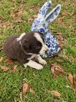 Light Blue, a female Border Collie for sale in Bryan, TX – Photo 4 of 4