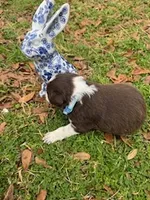 Light Blue, a female Border Collie for sale in Bryan, TX – Photo 3 of 4