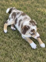 Tan Collar, a male Border Collie for sale in Bryan, TX – 2 of 3