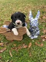 Green, a male Border Collie for sale in Bryan, TX – Photo 1 of 3