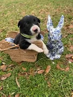 Green, a male Border Collie for sale in Bryan, TX – Photo 3 of 3