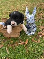 Green, a male Border Collie for sale in Bryan, TX – Photo 2 of 3