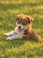 Blue Collar, a male Border Collie for sale in Bryan, TX – 1 of 2