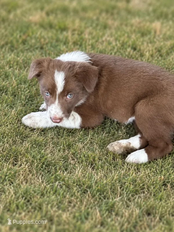 Purple Collar – Border Collie puppy for sale in Bryan, TX