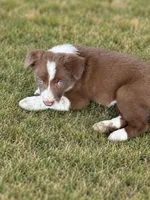 Purple Collar, a female Border Collie for sale in Bryan, TX – 1 of 2