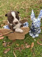 Black, a male Border Collie for sale in Bryan, TX – Photo 1 of 3