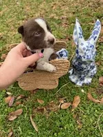 Black, a male Border Collie for sale in Bryan, TX – Photo 2 of 3