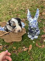 Purple, a female Border Collie for sale in Bryan, TX – Photo 2 of 2