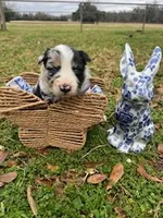 Purple, a female Border Collie for sale in Bryan, TX – Photo 1 of 2