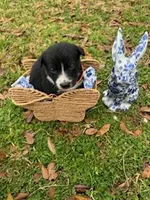 Orange , a male Border Collie for sale in Bryan, TX – Photo 2 of 4