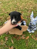 Orange , a male Border Collie for sale in Bryan, TX – Photo 4 of 4