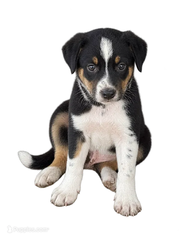 Gray Collar – Border Collie puppy for sale in Bryan, TX