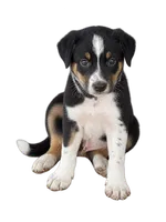 Gray Collar, a male Border Collie for sale in Bryan, TX – 1 of 2