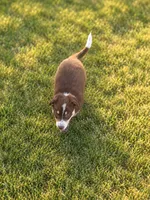 Blue Collar, a male Border Collie for sale in Bryan, TX – 2 of 2