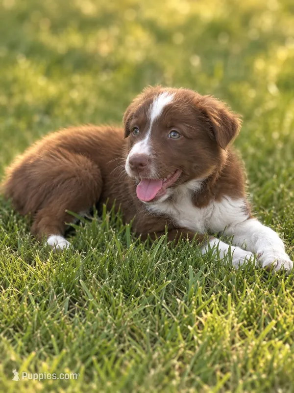 Green Collar – Border Collie puppy for sale in Bryan, TX