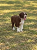 Green Collar, a male Border Collie for sale in Bryan, TX – 2 of 2