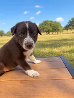Purple Collar, a female Border Collie for sale in Bryan, TX – 2 of 2