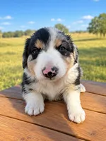 Black Collar, a male Border Collie for sale in Bryan, TX – 1 of 4