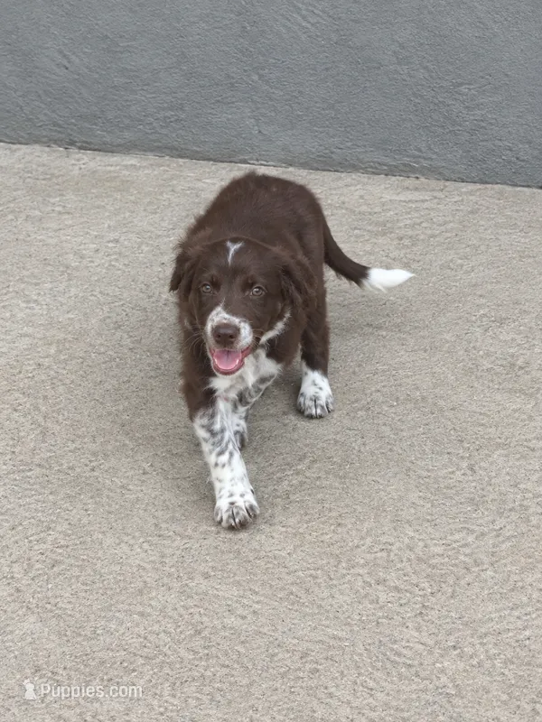 Red Collar  – Border Collie puppy for sale in Bryan, TX
