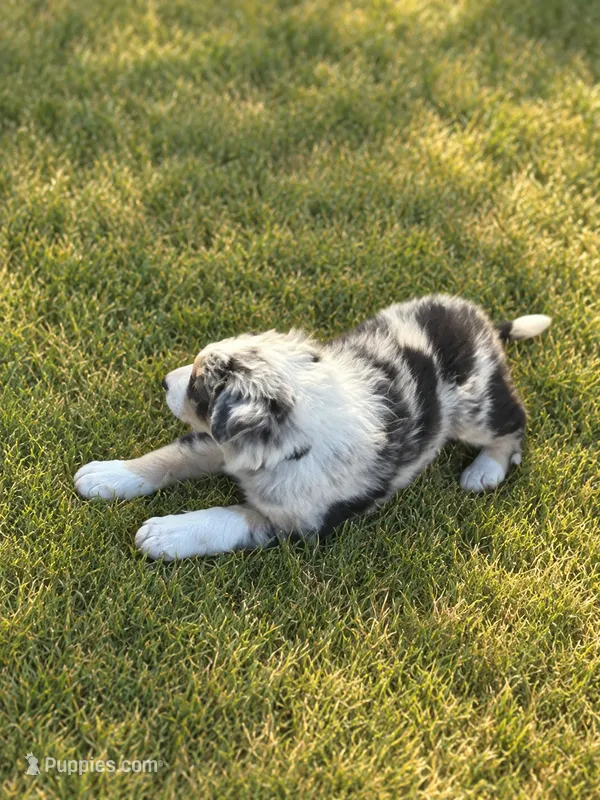 Black Collar – Border Collie puppy for sale in Bryan, TX