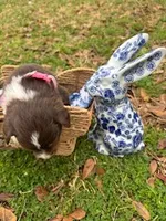 Light Pink, a female Border Collie for sale in Bryan, TX – Photo 2 of 3