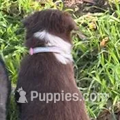 Light Pink, a female Border Collie for sale in Bryan, TX – Photo 2 of 4