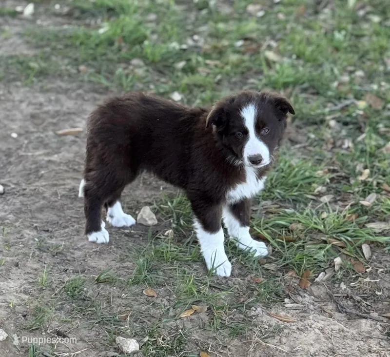 Light Pink – Border Collie puppy for sale in Bryan, TX