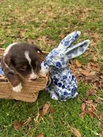 Light Pink, a female Border Collie for sale in Bryan, TX – Photo 1 of 3