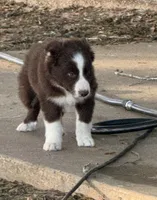 Light Pink, a female Border Collie for sale in Bryan, TX – Photo 4 of 4