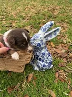 Light Pink, a female Border Collie for sale in Bryan, TX – Photo 3 of 3