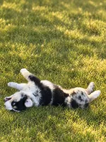 Black Collar, a male Border Collie for sale in Bryan, TX – 4 of 4