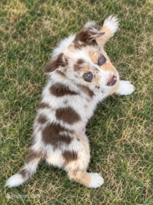 Tan Collar – Border Collie puppy for sale in Bryan, TX