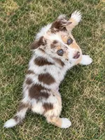 Tan Collar, a male Border Collie for sale in Bryan, TX – 3 of 3