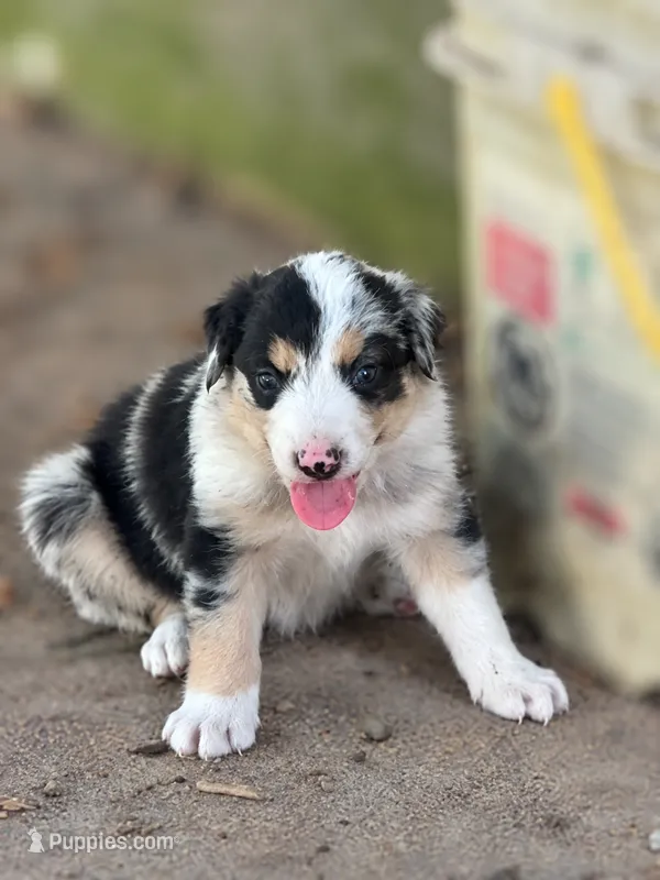 Black Collar – Border Collie puppy for sale in Bryan, TX