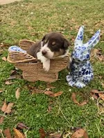 Yellow, a female Border Collie for sale in Bryan, TX – Photo 3 of 3