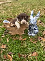 Yellow, a female Border Collie for sale in Bryan, TX – Photo 1 of 3