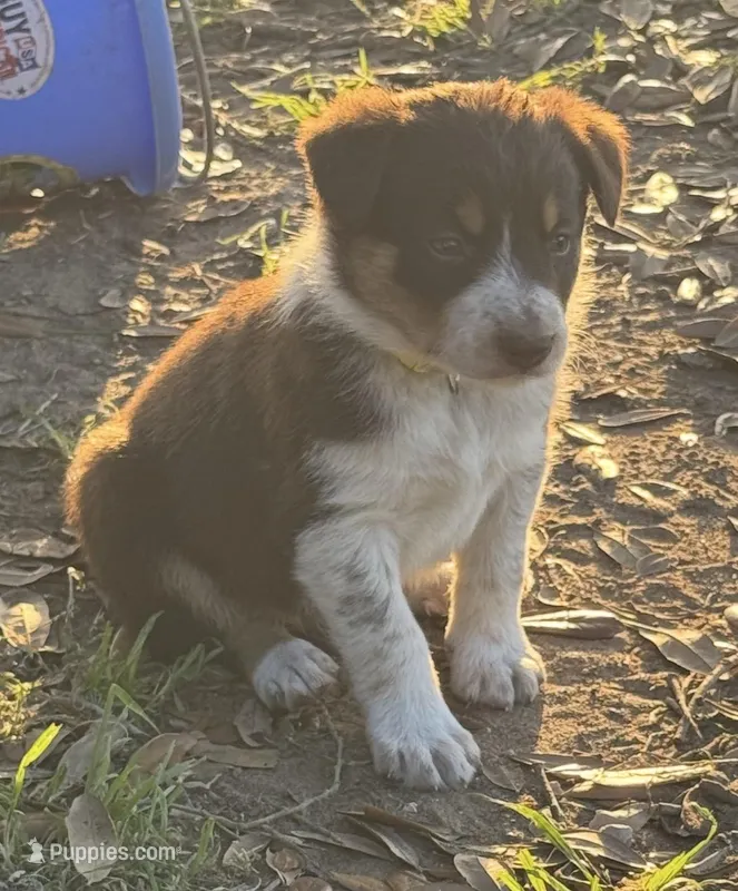 Yellow – Border Collie puppy for sale in Bryan, TX