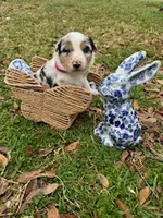 Hot Pink, a female Border Collie for sale in Bryan, TX – Photo 1 of 5