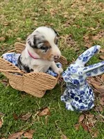 Hot Pink, a female Border Collie for sale in Bryan, TX – Photo 4 of 5