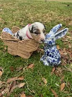 Hot Pink, a female Border Collie for sale in Bryan, TX – Photo 3 of 5