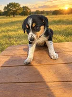 Pink Collar, a female Border Collie for sale in Bryan, TX – 3 of 4