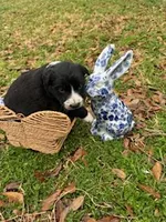 Royal Blue , a male Border Collie for sale in Bryan, TX – Photo 2 of 3
